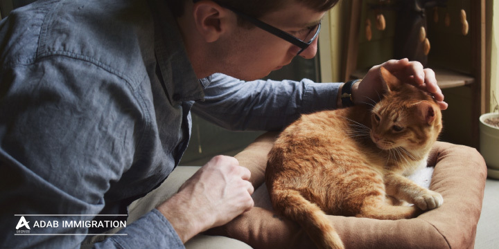 بهترین کشورها برای تحصیل در رشته دامپزشکی