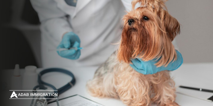 بهترین دانشگاه های استرالیا برای تحصیل رشته دامپزشکی